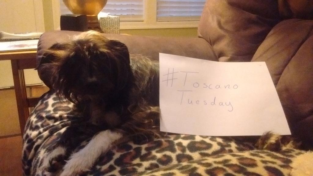 naomi_4Deutsch's tweet image. Jasper can't vote tomorrow, but he supports @deltoscano !! #ToscanoTuesday #TeamToscano #GOTV #Vote