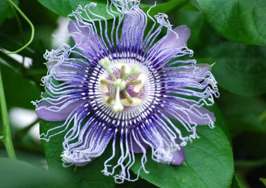 エリック 尾崎 6月13日の誕生花 トケイソウ 時計草 Passion Flower 花言葉 聖なる愛 花 名の 時計草 トケイソウ は 独特な花の形が時計のように見えることに由来します 3つに分裂した雌しべが時計の長針 短針 秒針のように見える T