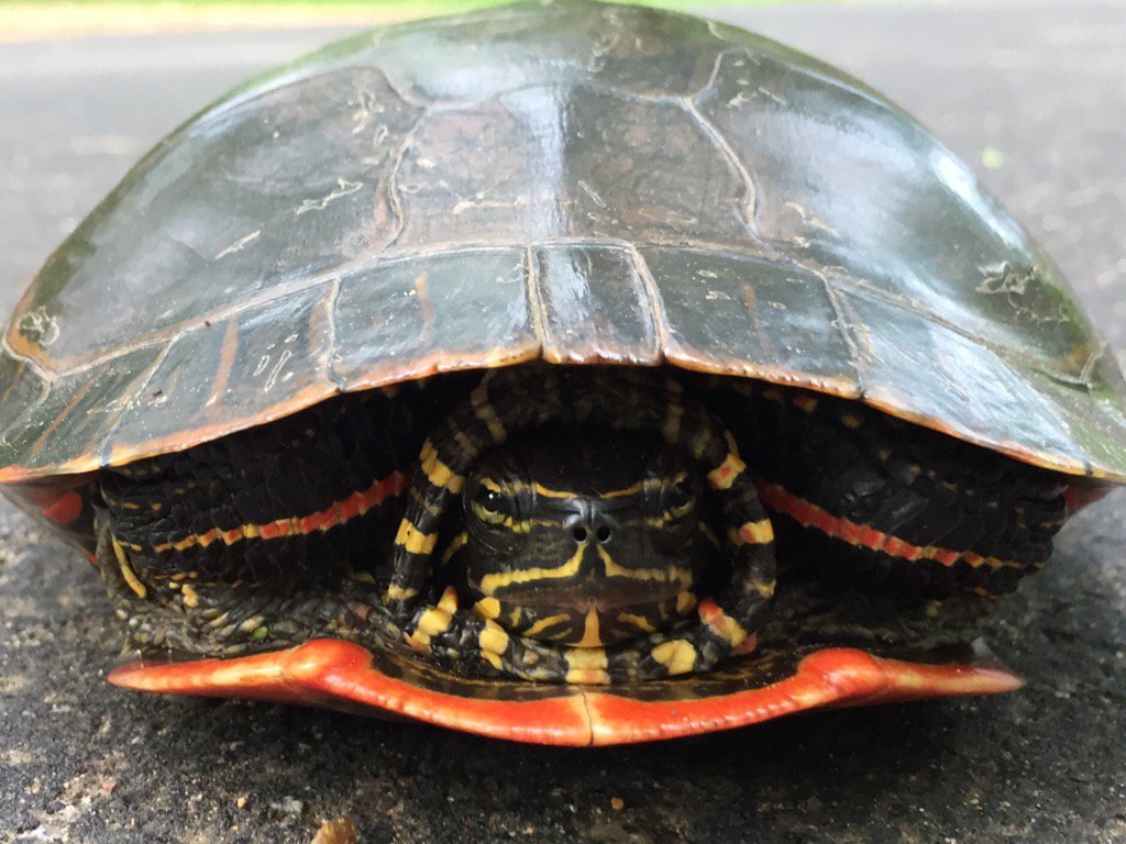 QEgert's tweet photo. Tough guy turtle with a fu manchu. #yougottaproblem? #iliketurtles https://t.co/Sr8W7sVzAU