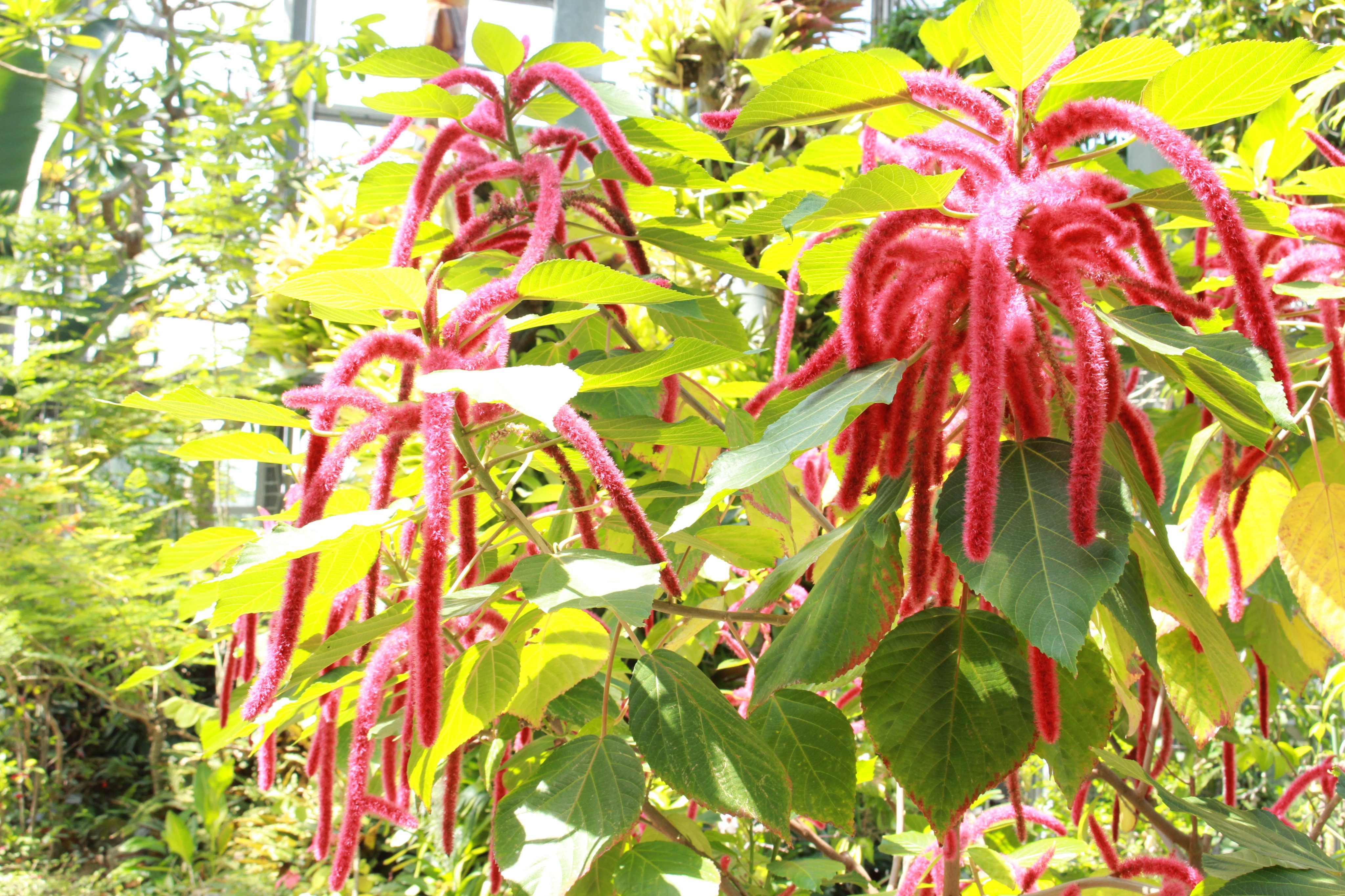 咲くやこの花館 熱帯花木室でパァッと赤色が目を引くのは トウダイグサ科ベニヒモノキです 木の枝から長くて赤いヒモのような花穂が垂れ下がるユニークな姿をしています 同属にはキャットテール 猫のしっぽと呼ばれる樹木もあります 赤い 猫 ヒモ