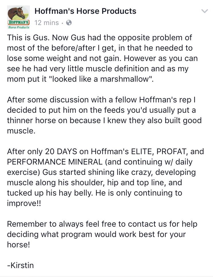 HoffmansHorse's tweet photo. Hoffman's isn't just for skinny horses! After just 20 days Gus tucked up his hay belly, built muscle, and started shining! #Elite #ProFat https://t.co/qrZWL48ADH