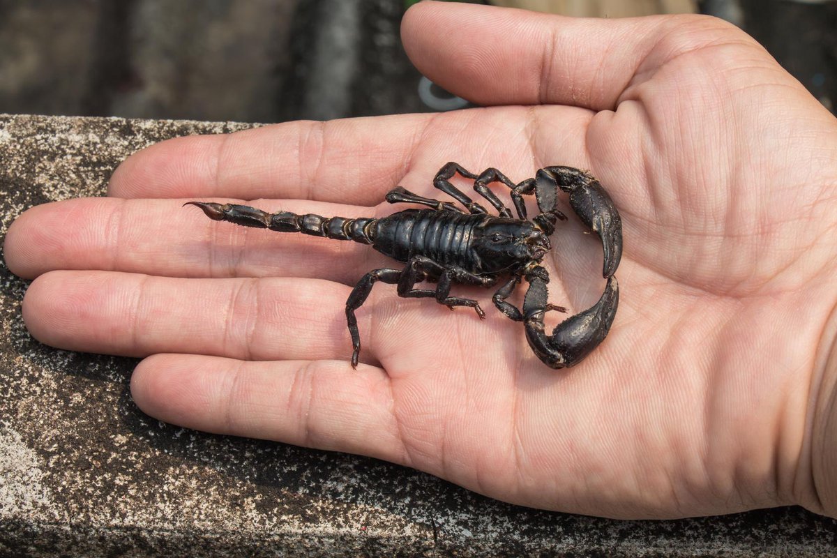 DiamPestControl's tweet image. Did you know? Scorpion stings are more dangerous for children and those with existing heart or lung problems.