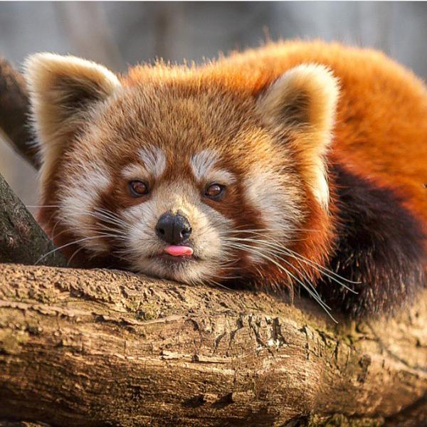 Ali The King tweet media