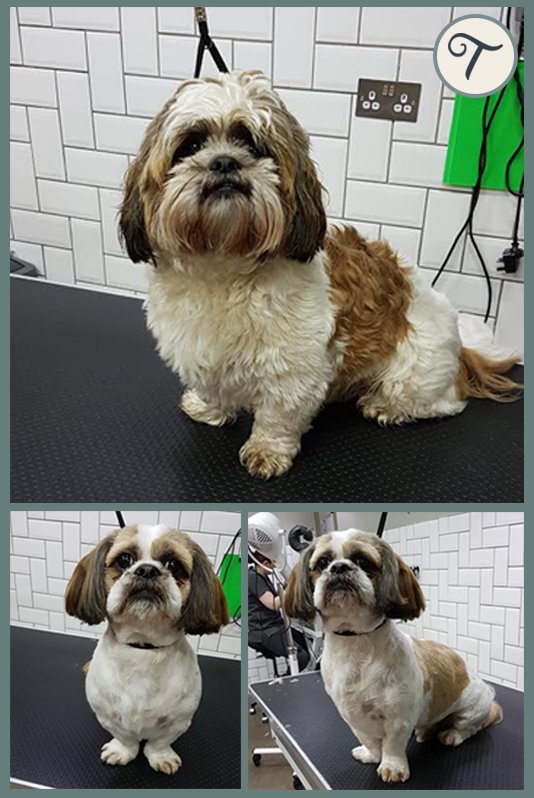 TailsatSeaham's tweet photo. Chalire, the #shihtzu,  came in for another groom with his 2 #Westie siblings. He was very well behaved 🐕 #DogGroomers #Seaham #Durham https://t.co/WZ2dKYFPsY