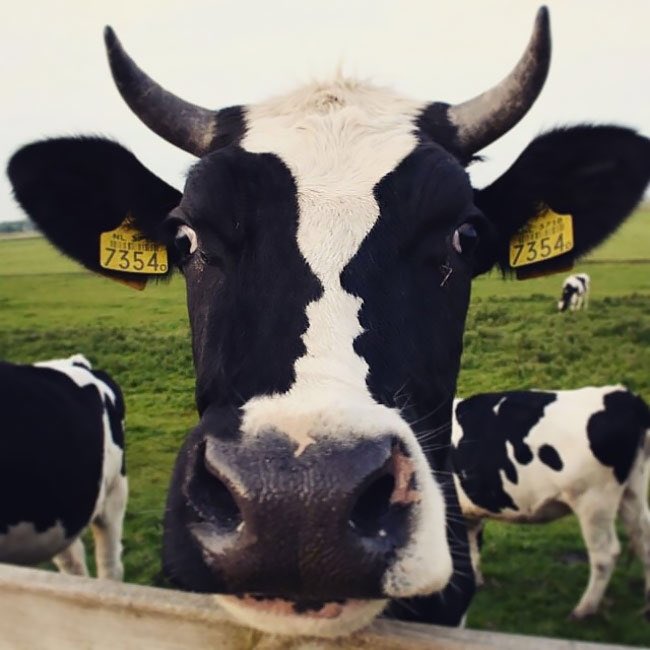 RaulGomez82's tweet photo. Esta vaca con dos caras de humanoides a punto de besarse y yo, os deseamos un día fetén! #felizmartes #muuuu 🐮 https://t.co/RTwUh1p3cs