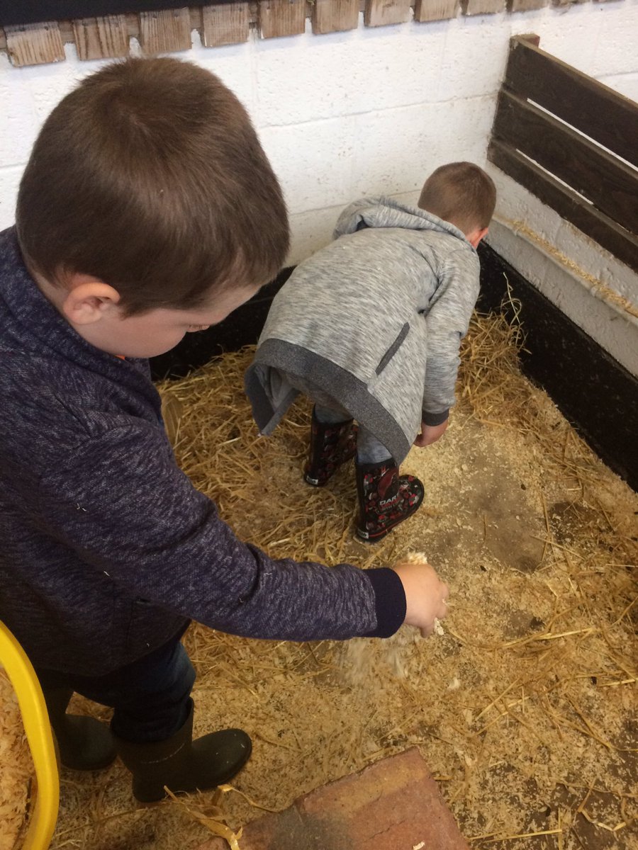 Harts_3G's tweet photo. We are busy cleaning out the guinea pigs! 🐹 https://t.co/nzAkZXsVH3