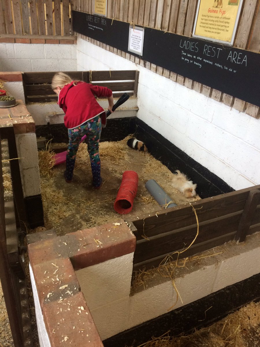 Harts_3G's tweet photo. We are busy cleaning out the guinea pigs! 🐹 https://t.co/nzAkZXsVH3