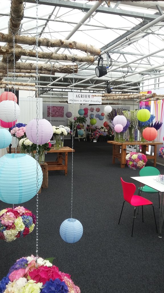 AgriomBreeding's tweet photo. Welcome at the #FlowerTrials at Agriom, Achterweg 58A De Kwakel, for #Hydrangea, #Kalanchoe, #Delphinium, #Potroos and #Mandevilla. https://t.co/1xyG4ivINY