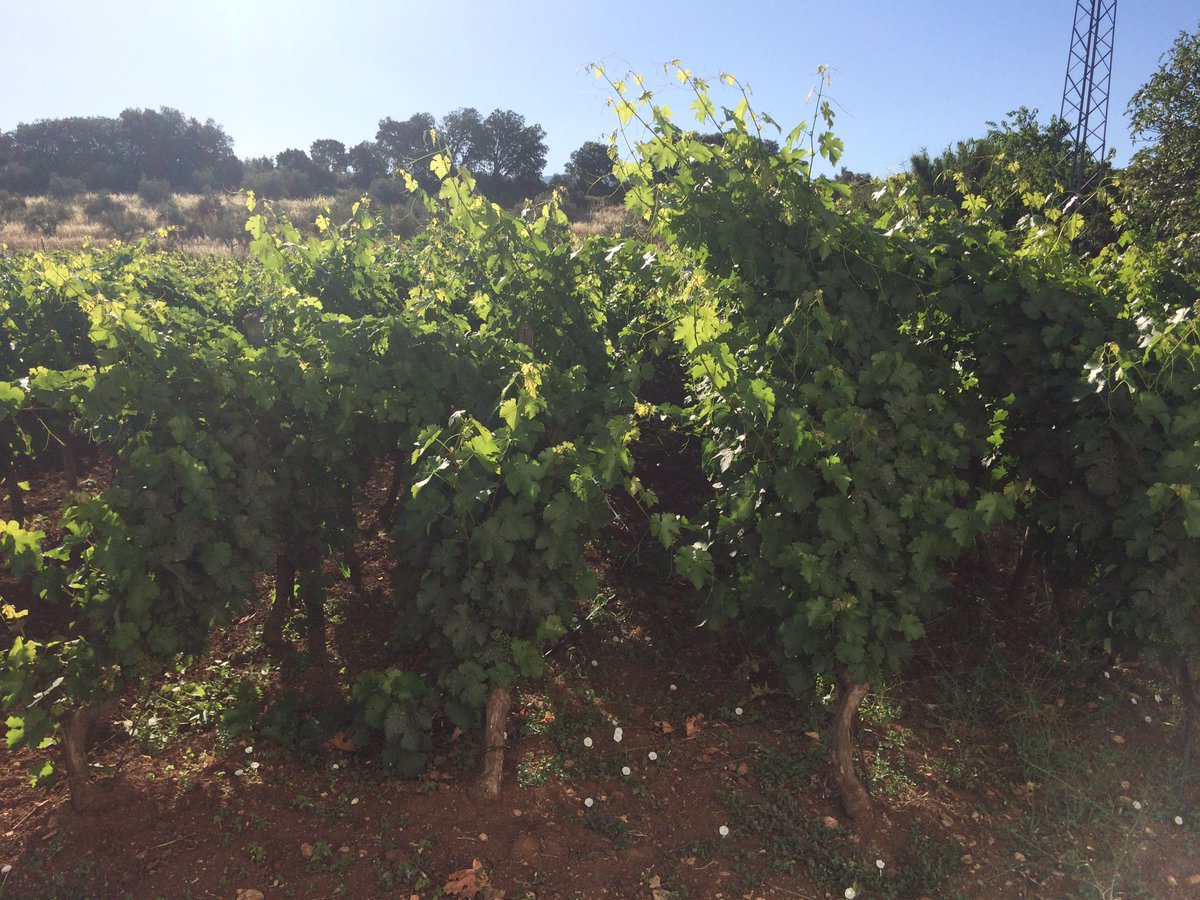 BodegaVetas tweet picture
