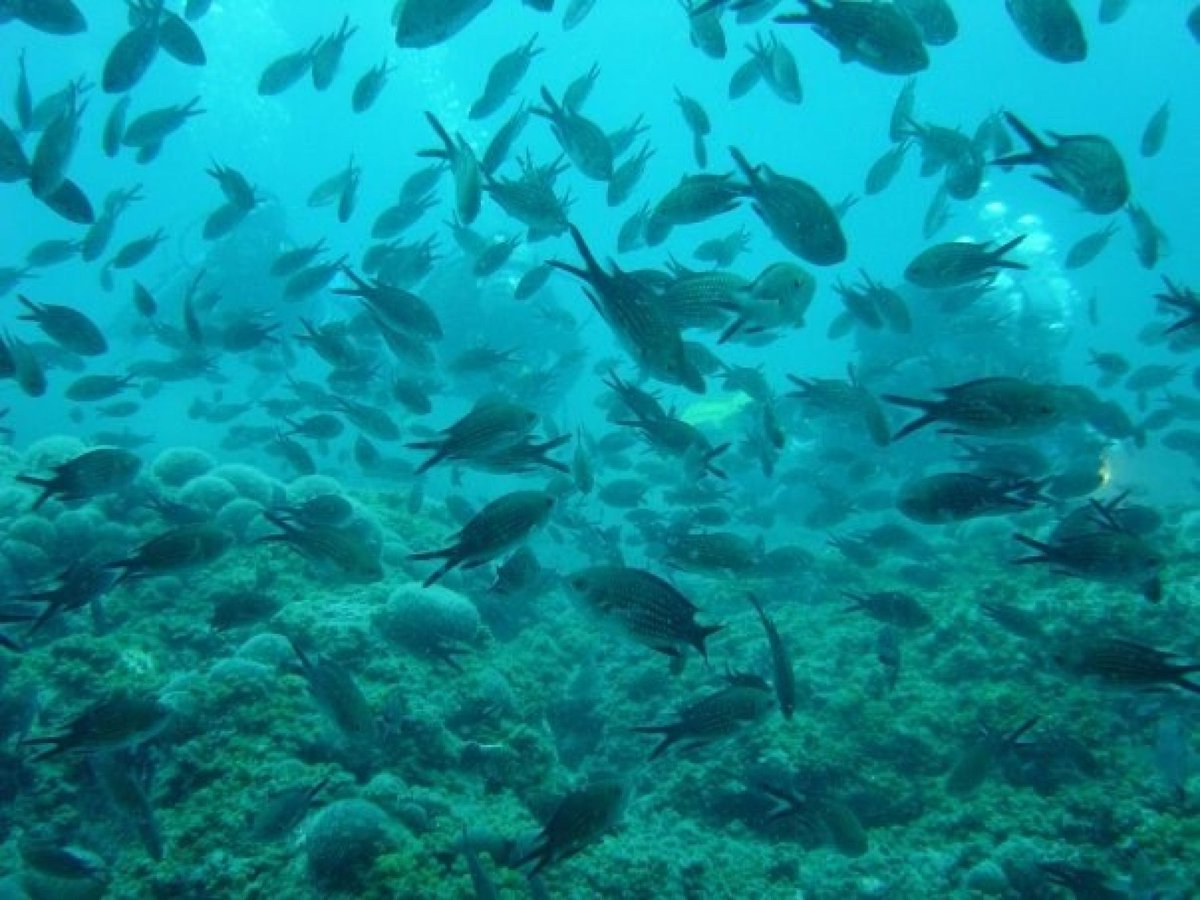 MedoraHotels's tweet image. If you like #snorkeling then you should consider #Podgora as a #greatspot.👍🦀🐡🐟🐙
medorahotels.com/en/snorkeling/
#CrystalClearWater #Sea #Underwater
