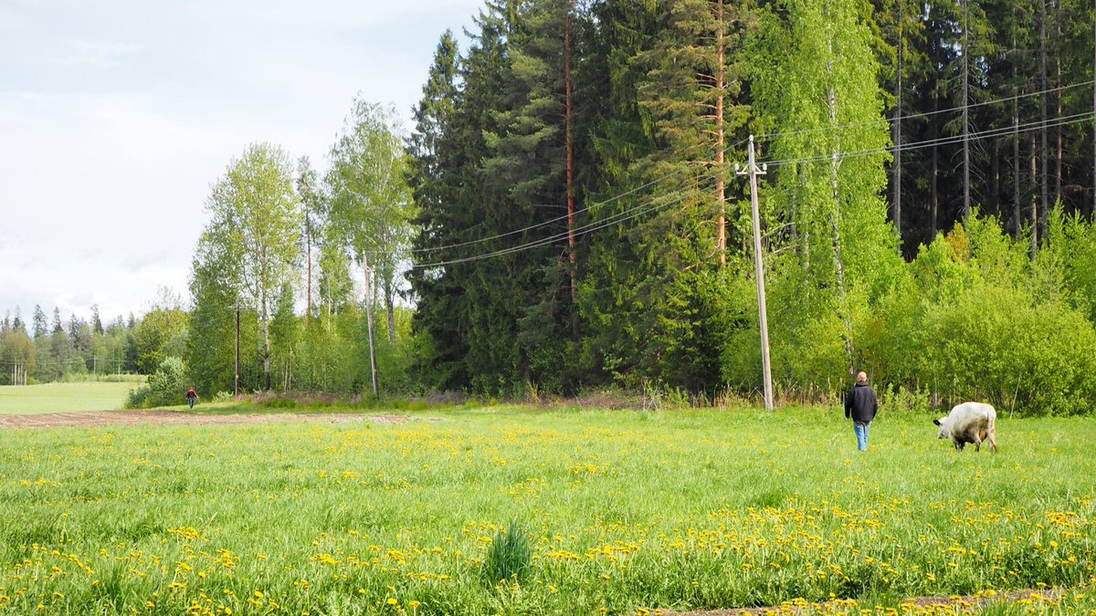 Oma_Maa's tweet photo. Lehmiä paimentavat miehet ♥ https://t.co/62UmWjT6wS https://t.co/TFodXcsF6U