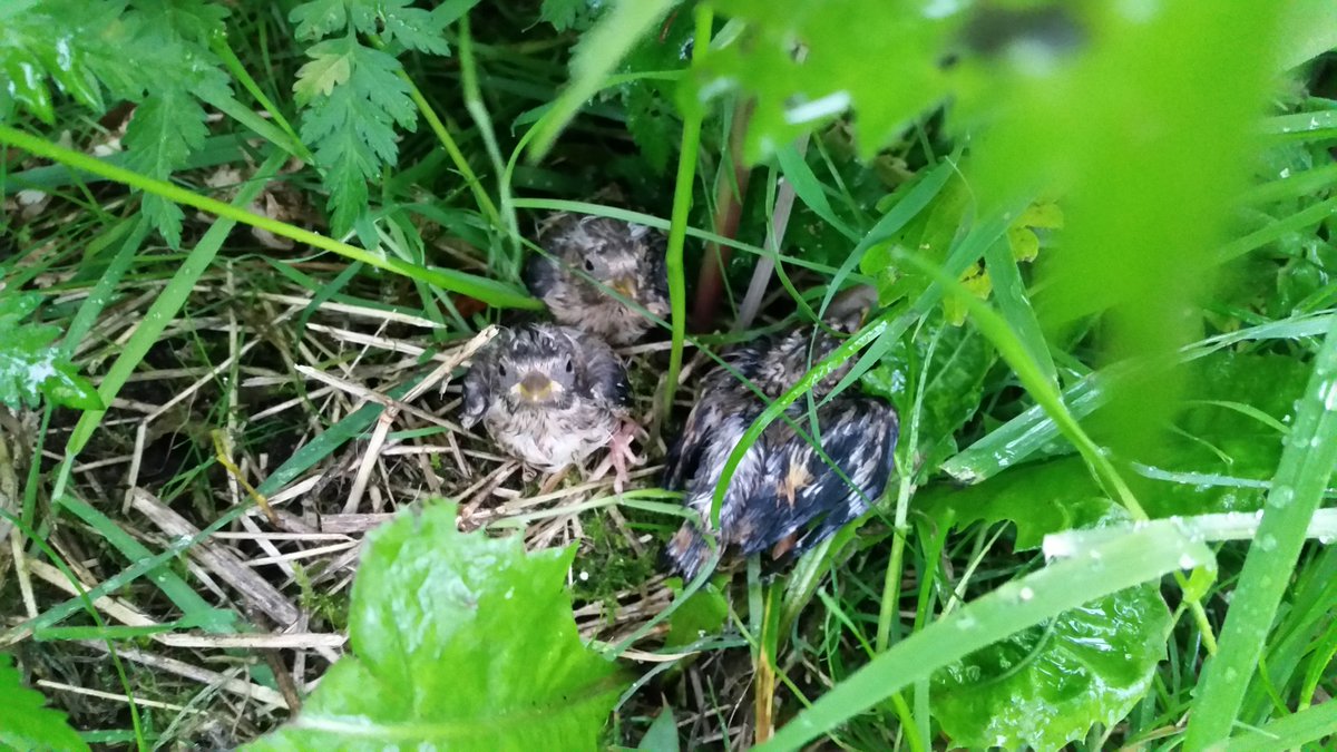 HunterImaging's tweet photo. @WildlifeTrusts Found these on a road. Moved them under a bush. Felt bad leaving them in the rain but that's nature. They were gone the next day. Fingers X. https://t.co/vq0QsrEXf1