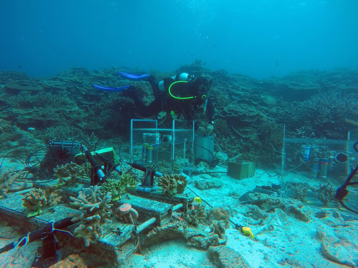 MMelloAthayde's tweet photo. https://t.co/evTPZ7H4Uo Climate change coral reef research @CoralReefs_UQ @GCITweet @EcolSocAus  @UQscience #coralreefs #climatechange https://t.co/mAp0j813pG