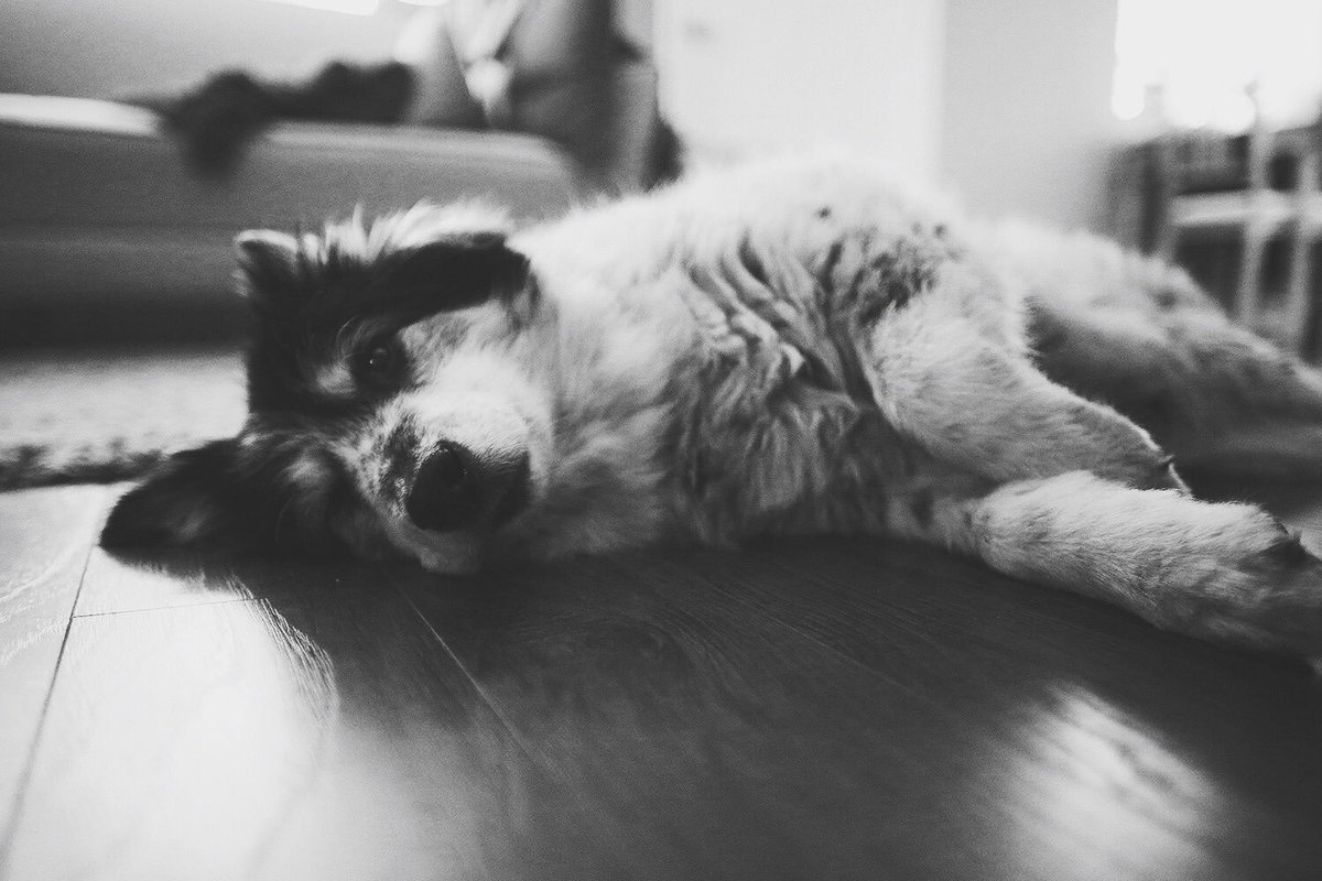 catphungu's tweet photo. My pain on my backside, but definitely has the sweetest personality.

#senioraussies #aussierescues #CJLPack @sweetladyaussie https://t.co/7HAFQkf4v4