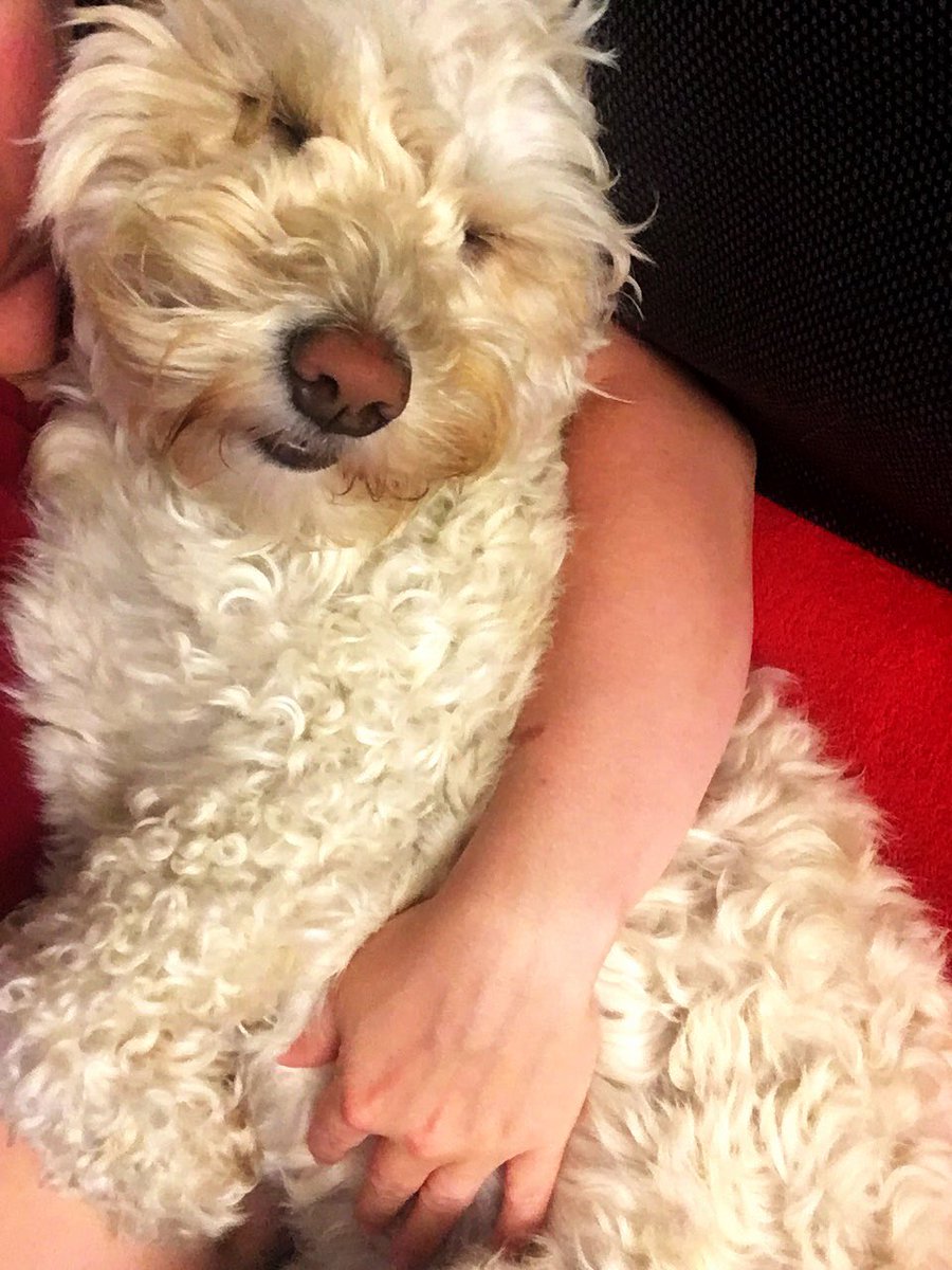 katiellama's tweet photo. When you can't stay up to see #goldenstate win... #warriors #turntdown I promise she IS a fan! 🔷🔶 https://t.co/U3ehjo3Uo9 https://t.co/NtIQ6xUUuF