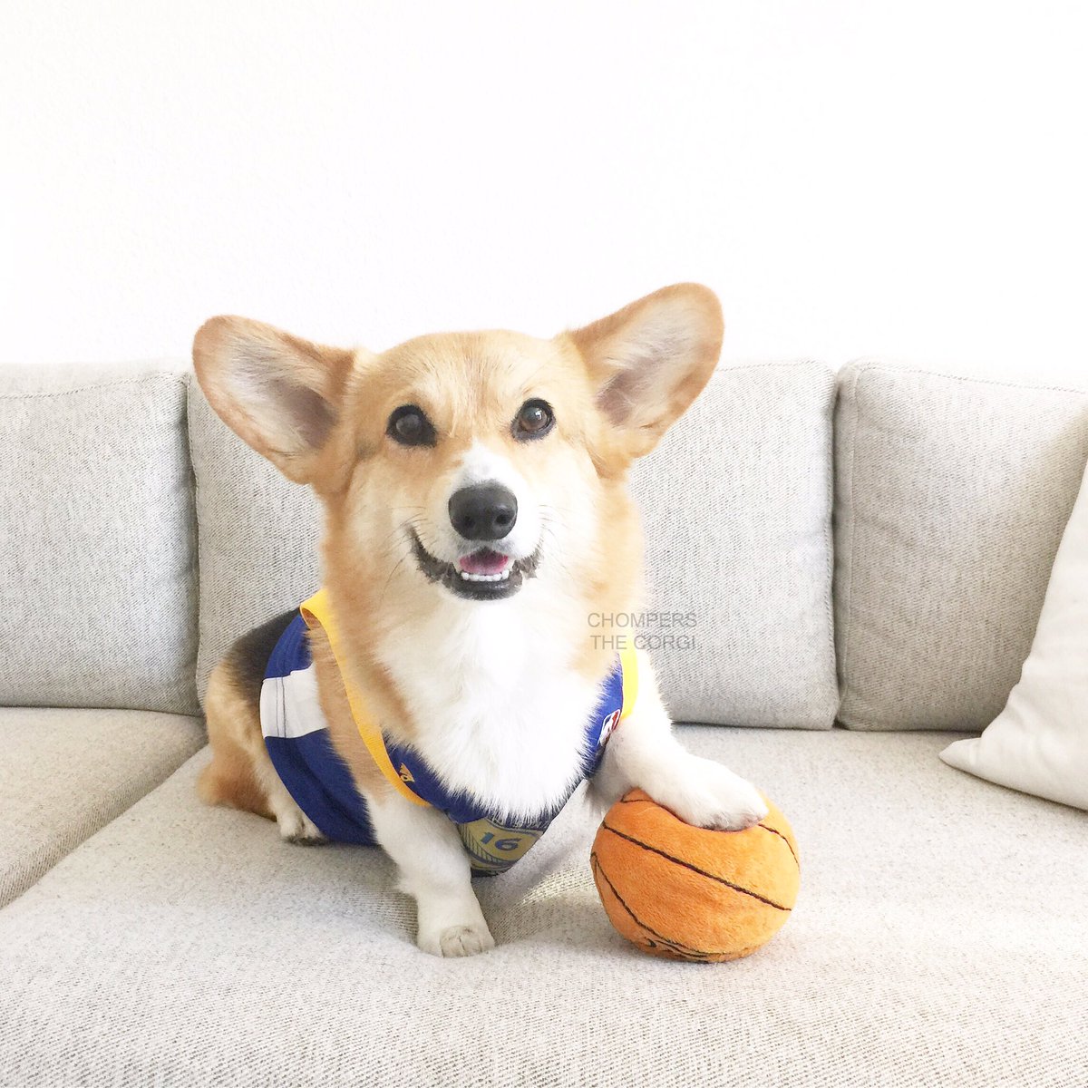 chompersthecorg's tweet photo. Congratulations @warriors!!! 💙💛🏀💛💙 #NBAChampions #StrengthInNumbers https://t.co/LlsTs7cgHA