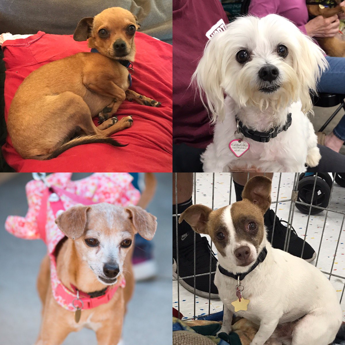 dash2012's tweet photo. Doggies looking for homes https://t.co/g55Om31bjL https://t.co/KOi0RHvaNL