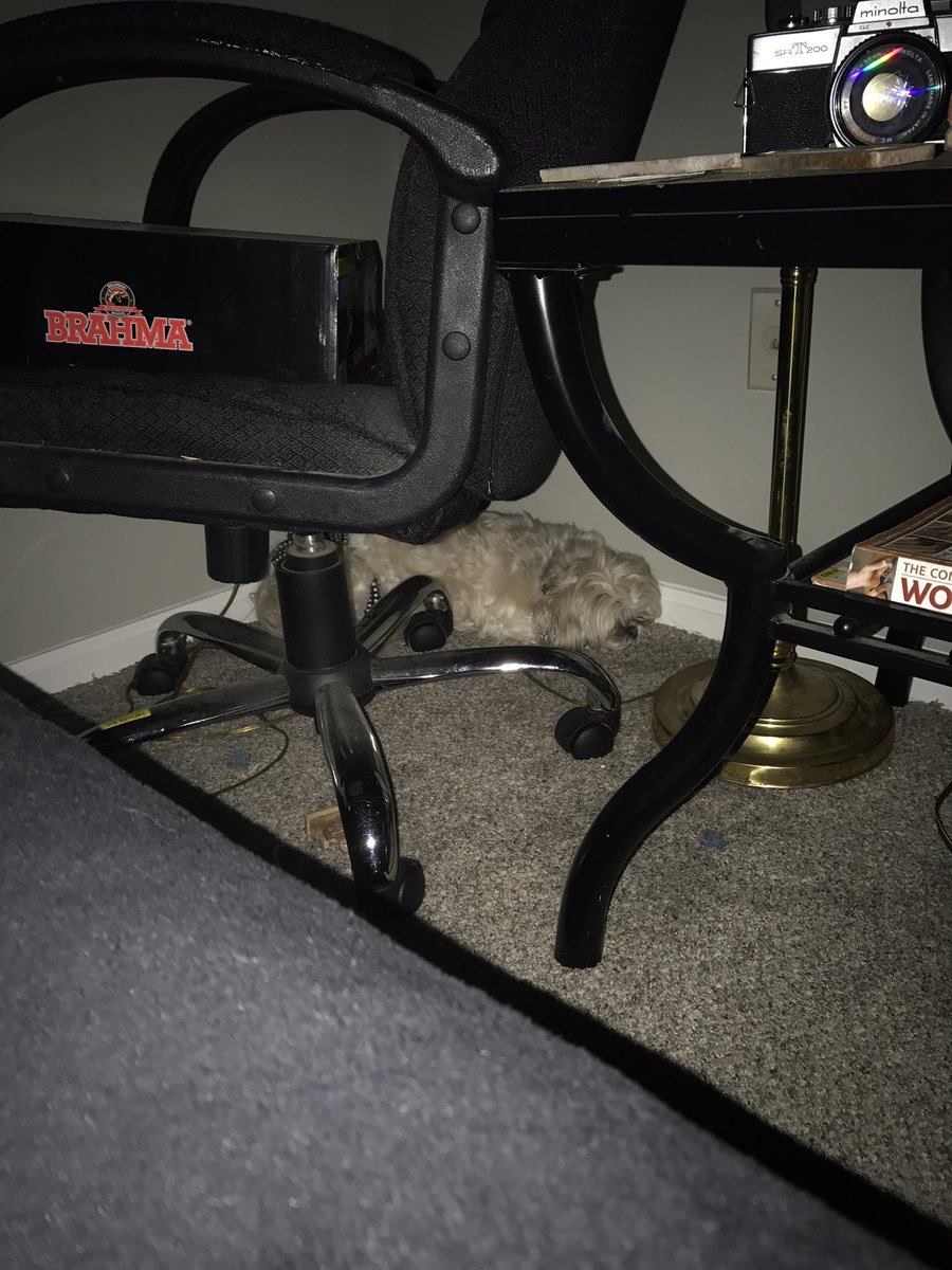 annoyancefactor's tweet photo. Why is my dog laying there? https://t.co/8NbjPDw3FJ