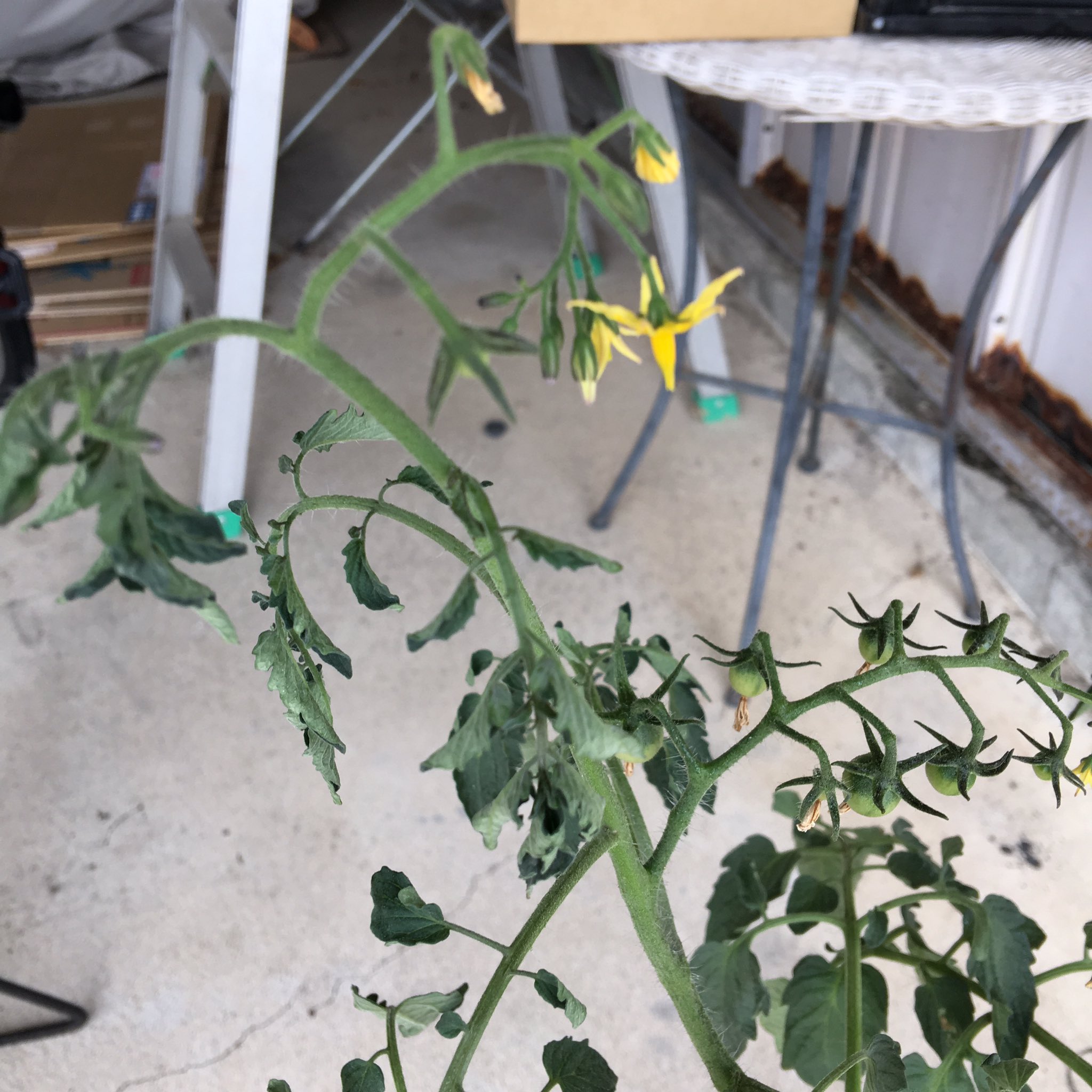 コジコジ らくらく家庭菜園 Di Twitter またまたミニトマト がしんなり コンパニオンプランツのバジルもしんなりなので 車庫の日陰に避難させて水をタップリ どうやら使い古しのプランターの排水口が詰まっていてた模様 もしかすると 根腐れとかしてるのかな 様子見