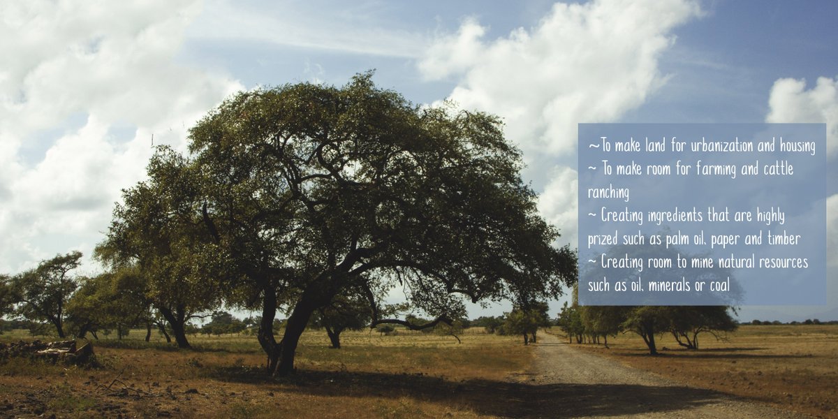 Reasons for deforestation: