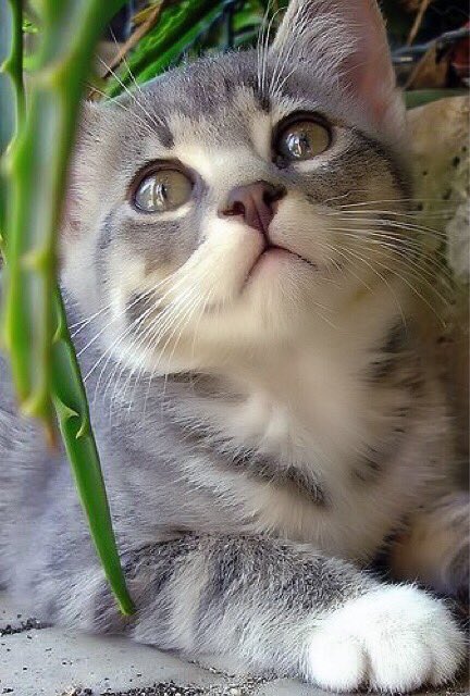 Amber02150's tweet photo. 🌼
🌾@JenaC2 😽🐾🌾
🌼Lovely day dear Jena🌼🌾 https://t.co/bnCOadEBFD