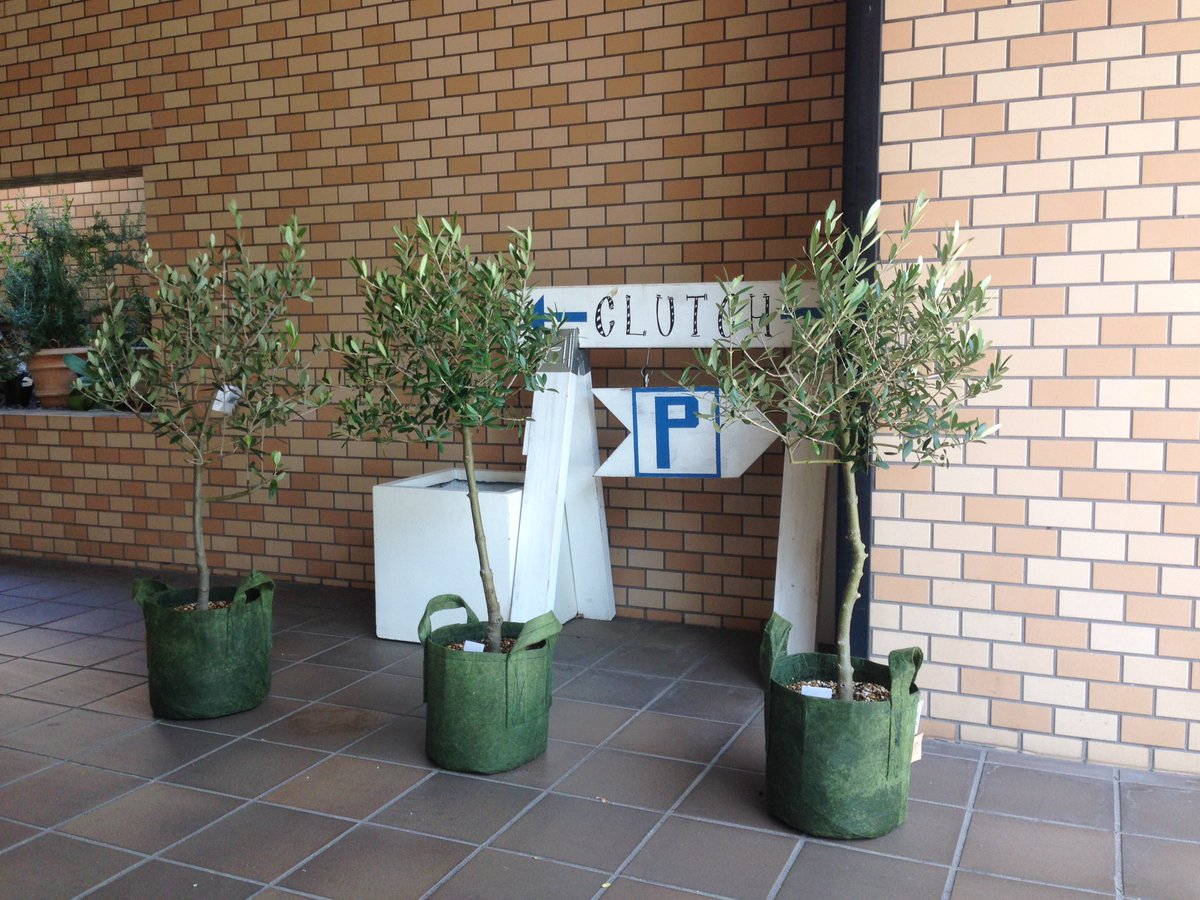 Clutch Furniture Auf Twitter オリーブ ルーツポーチ Root Pouch オレゴン州ポートランド発のリサイクル素材で作られた 植物と環境に優しい植木鉢です Rootpouch ルーツポーチ 植木鉢 Clutch Furniture Auf Twitter オリーブ ルーツポーチ Root Pouch オレゴン州ポートランド発のリサイクル素材で作られた 植物と環境に優しい植木鉢です Rootpouch ルーツポーチ 植木鉢