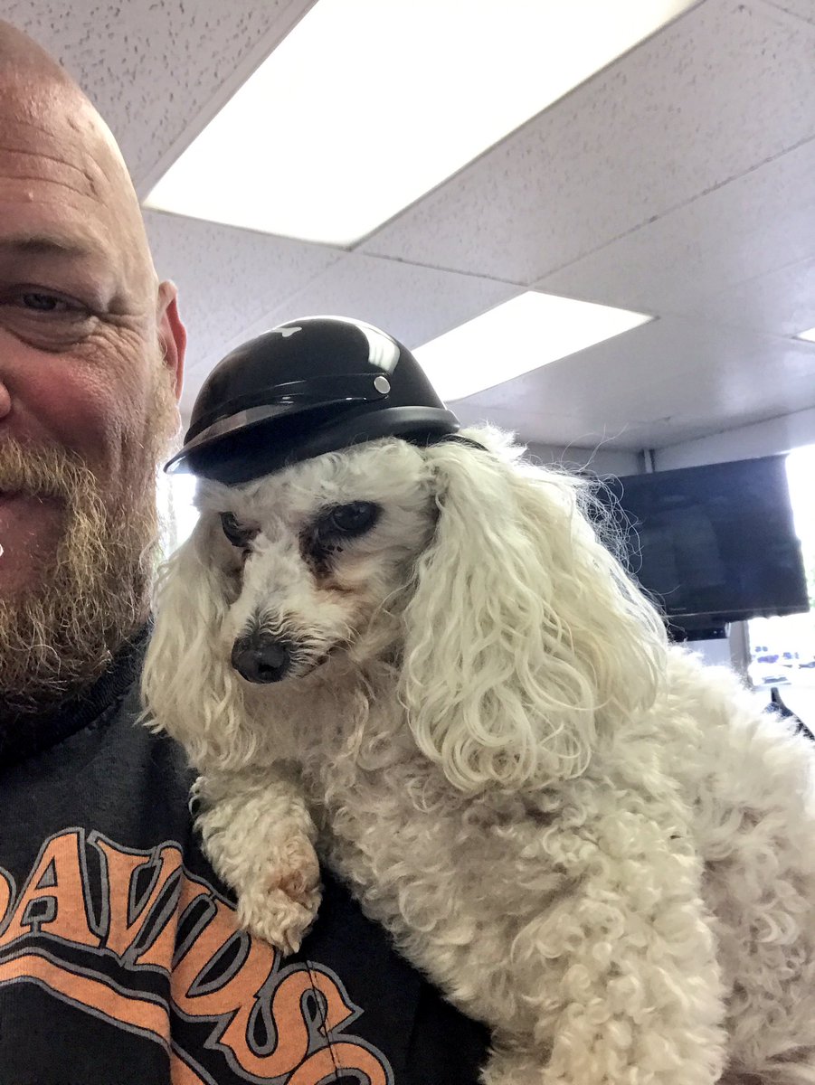 gknutter's tweet image. My little poodle doesn't like his helmet! To bad cause he loves to ride on the Harley.