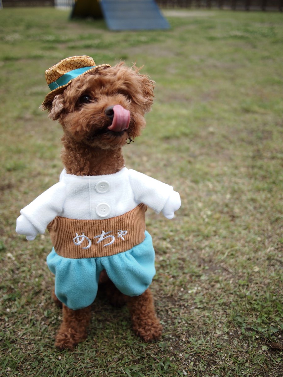 めちゃコミック めちゃコミ No Twitter 昨日に続きめちゃ犬のコスプレの第２弾 今日のモデル犬はコチラ 1枚目から チロルくん トイプードル まろくん ロングコートチワワ そらくん イタリアングレイハウンド モカちゃん ポメプー めちゃ