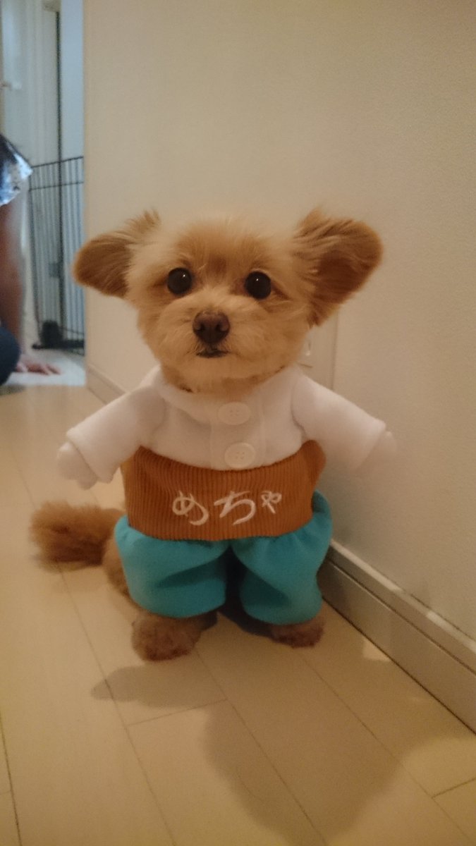 めちゃコミック めちゃコミ No Twitter 昨日に続きめちゃ犬のコスプレの第２弾 今日のモデル犬はコチラ 1枚目から チロルくん トイプードル まろくん ロングコートチワワ そらくん イタリアングレイハウンド モカちゃん ポメプー めちゃ