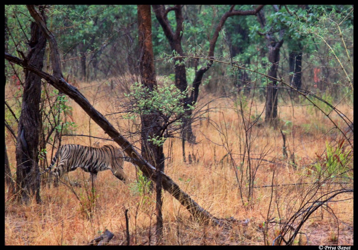 bapat_priya's tweet photo. You need to be there... waiting ... watching. #Tadoba #wildlife https://t.co/XmT3Hl6Sbt