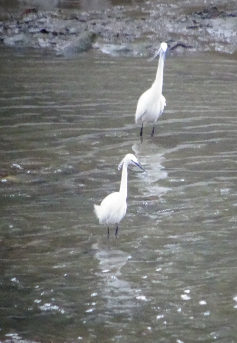 Goldsmithd's tweet photo. A bird in the hand is worth two in the bush, err... or river ! Double #Egrit #TuesdayThoughts https://t.co/EPnOO5AcIT