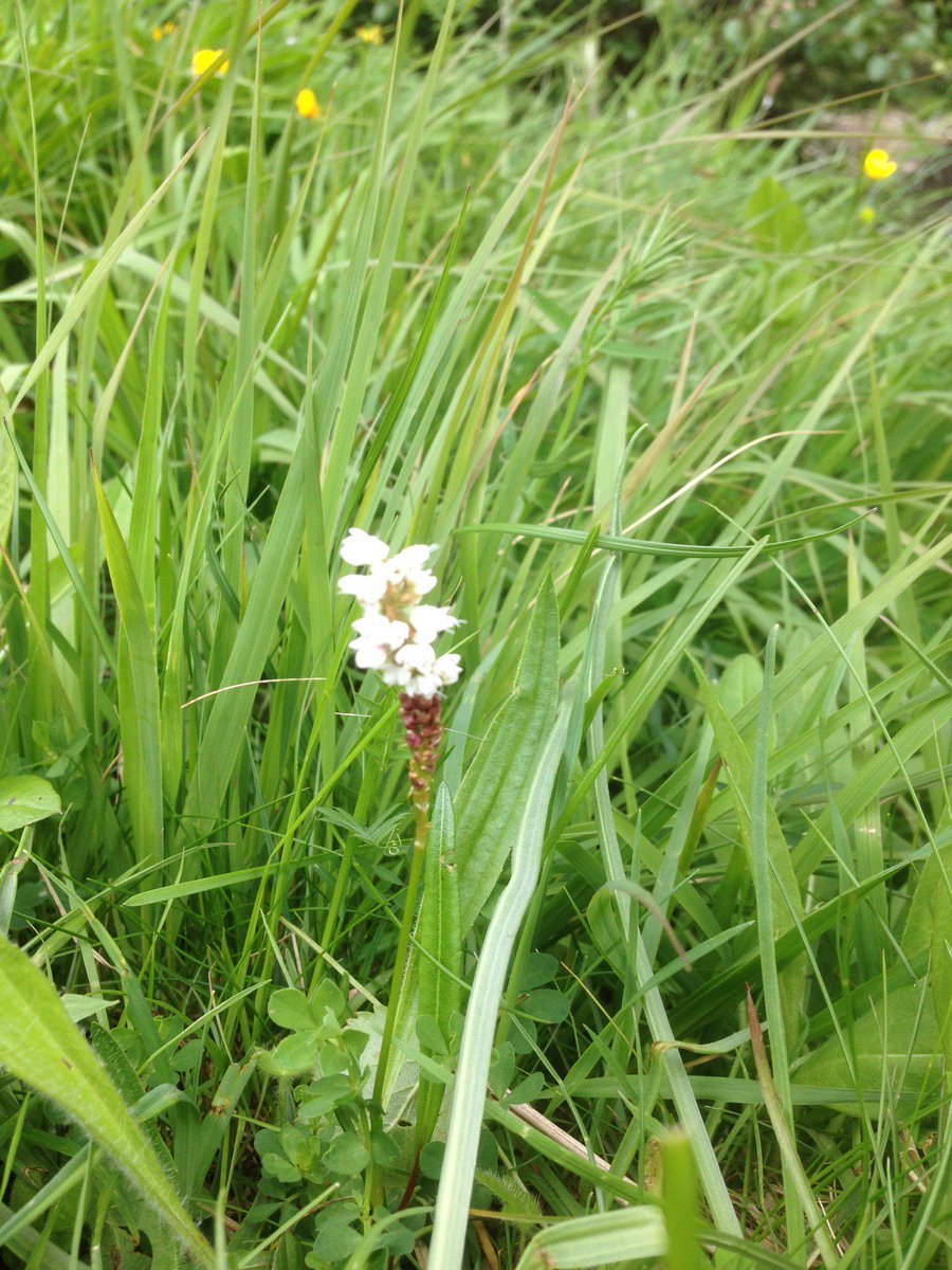 durhambotany's tweet photo. going wild about some very special plants in Upper Teesdale @durhamwildlife #30dayswild https://t.co/gdsWQlU2Gz