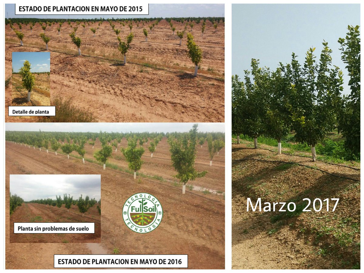 aggbiotech's tweet photo. Un ejemplo de cómo mejorar suelos pobres en plantaciones intensivas de cítricos, #pumaep https://t.co/PW2wJmik3g