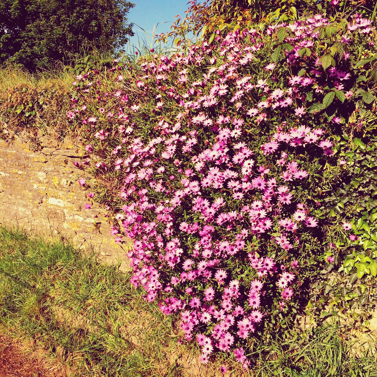 Pretty pink Cape daisies blooming in the morning sun on our #walkallovercancer #walkswithethel #capedaisies #countryliving #cornwall 🐾