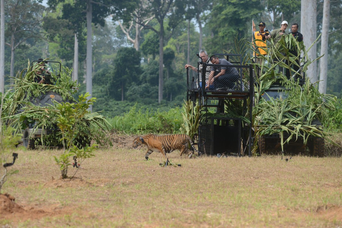 SumatraTigers's tweet photo. it's been 3 days since Muli was released back into the wild #SumatranTiger #HarimauSumatera https://t.co/xAkEyhGP4t