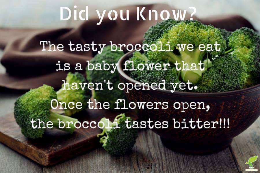 AnybodyCanFarm's tweet photo. #ACFARM
#ACF_FACT
நாம் உண்ணும் #ப்ரோகோலை என்று அழைக்கப்படும் பூக்கோசு, மலராத பூ வகை ஆகும். மலர்ந்த பூக்கோசு கசப்பான சுவையை தரும்!!! https://t.co/DB4dFXkwLV