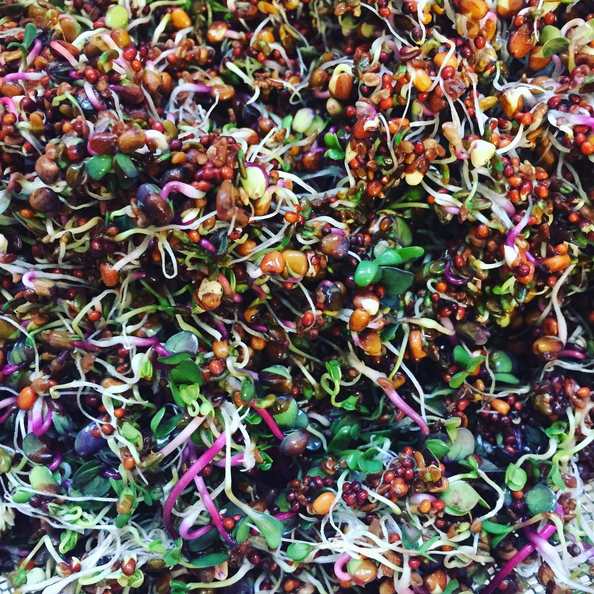 table_fable's tweet photo. My view of #health #mindfulness #breadtherapy https://t.co/hlyIMnrpx1 plus some #sprouts :) https://t.co/AaC2Rgeqz5