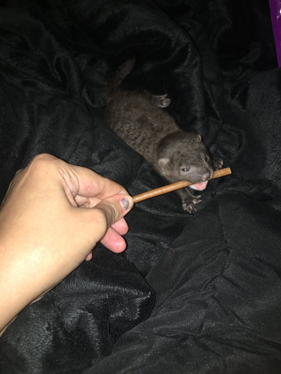 Ferret_Aid's tweet photo. @torontofc how about a small something signed so we can raise funds for the shelter? Even snuck in a baby to last Friday's match! #torontofc https://t.co/K5110QuW4O