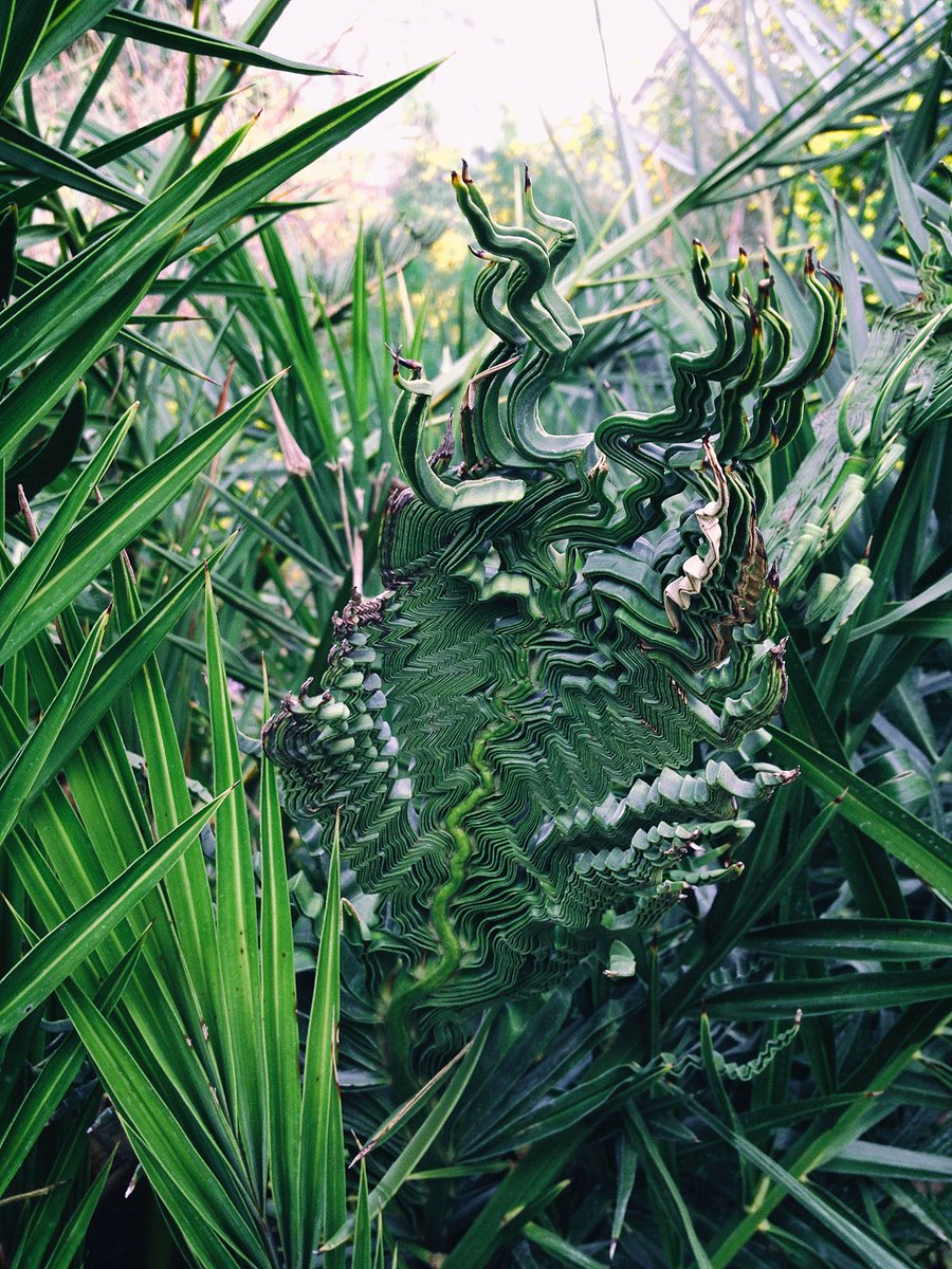 30000fps tweet media