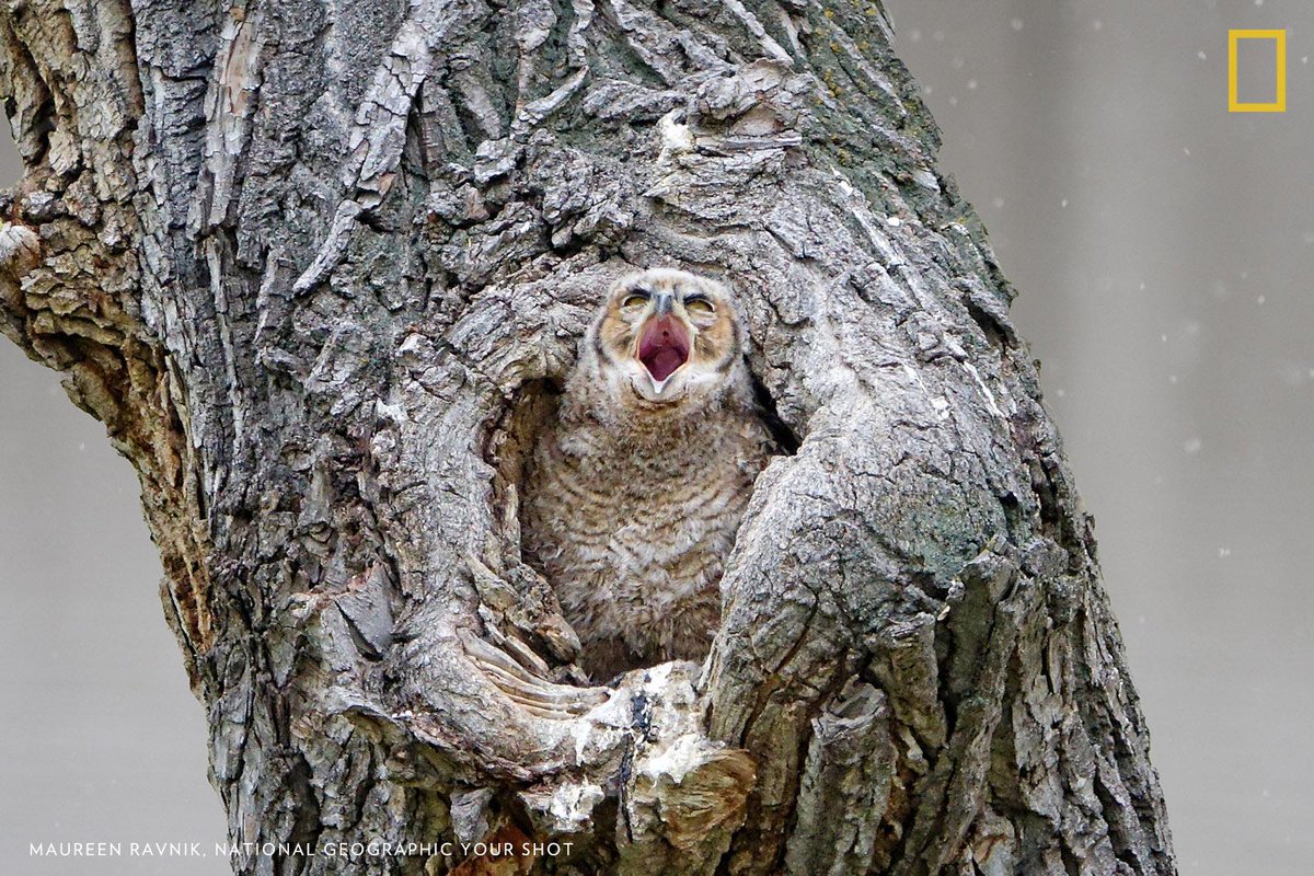 NatGeo's tweet photo. Help us caption this photo by #YourShot Photographer Maureen Ravnik: https://t.co/jVwp5zodo0 https://t.co/bPgv2Ua15V