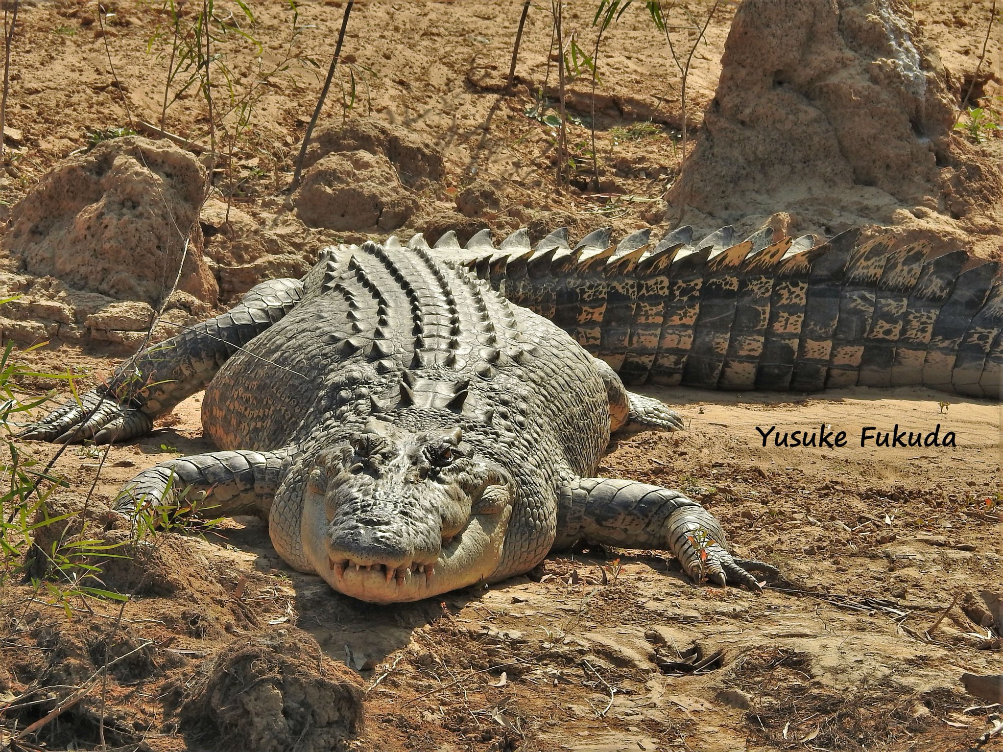 お引渡し決定】大迫力のワニ皮！全身！