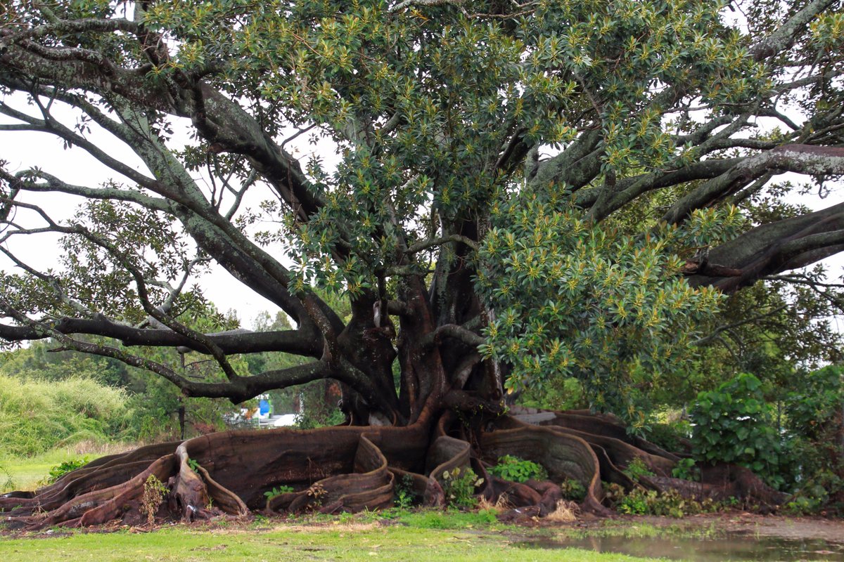 blog_pamela's tweet photo. wonderful Healing tree enjoying the beautiful rain!
#healingtree #TuesdayMotivation #rainydays #ThePhotoHour #Australia https://t.co/71UtvVuRCf