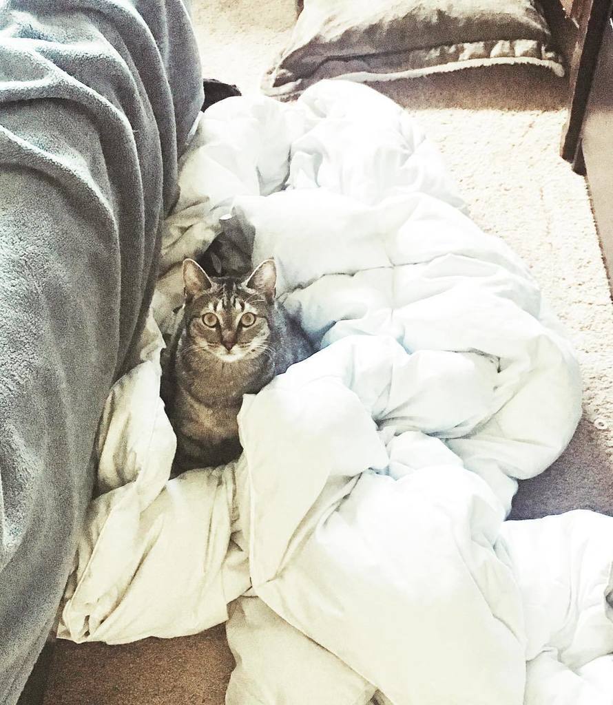 pineapplethecat's tweet photo. #papayaburger https://t.co/FZfGhUWqt1