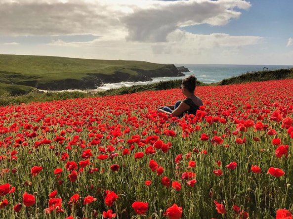 EatOutCornwall1's tweet photo. Visit the stunning poppies near #Crantock &amp; stop by at @BowgieInn for a well deserved drink and stunning views https://t.co/eqmZGDYjwS https://t.co/ajJeSkx8ec