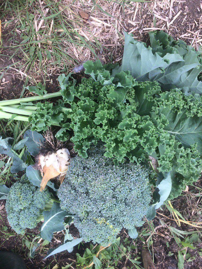 🌻Chetana's Garden🍓 tweet media