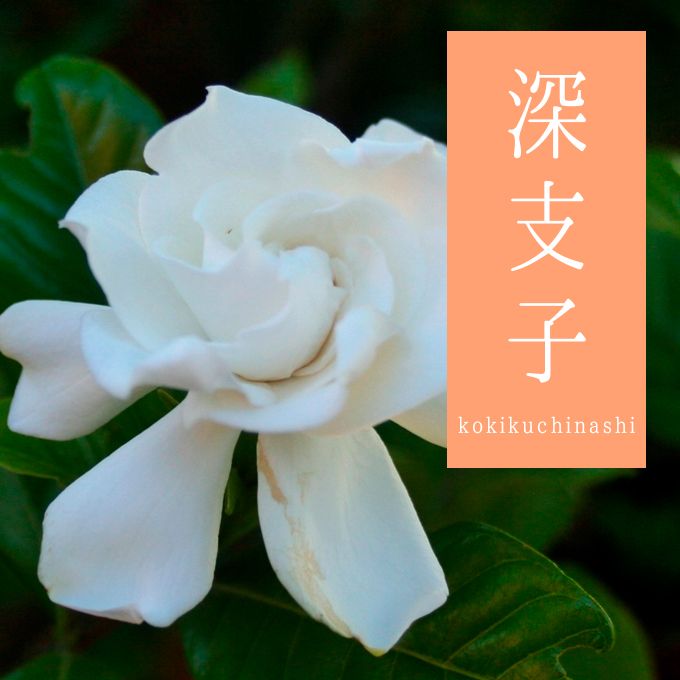 Twitter এ Babydolltokyo 和の色名 深支子 こきくちなし 6月に見ごろを迎えるクチナシ 植物染料の中では数少ない直接性の染料で 果実の部分を用いて鮮やかな黄色を染め出します 深支子は紅花を染め重ねた色で 赤みの濃い黄色です 英語では ケープ Twitter এ Babydolltokyo 和の色名 深支子 こきくちなし 6月に見ごろを迎えるクチナシ 植物染料の中では数少ない直接性の染料で 果実の部分を用いて鮮やかな黄色を染め出します 深支子は紅花を染め重ねた色で 赤みの濃い黄色です 英語では ケープ