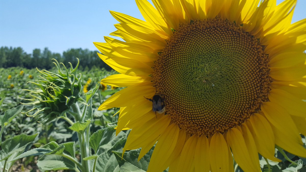 zampieri79's tweet photo. @MAS_Italia @MASseeds Mas 86.OL inizia la fioritura! https://t.co/1wHOhrnpwa