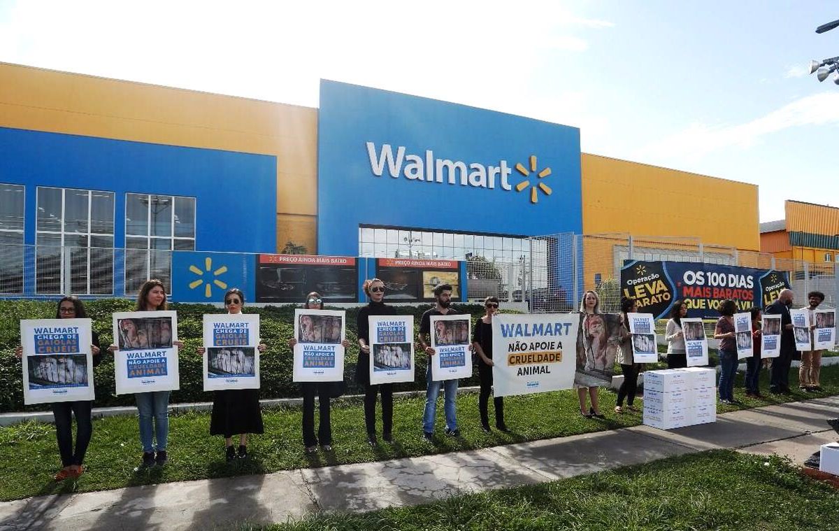 hannahc1008's tweet photo. @Walmart, enough already!  Ban cages in your egg supply chain in Brazil! #WalmartCruelty https://t.co/oGPqTEEuqN