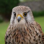 Photo by Shieldaig Lodge Falconry (@ScotFalconry)