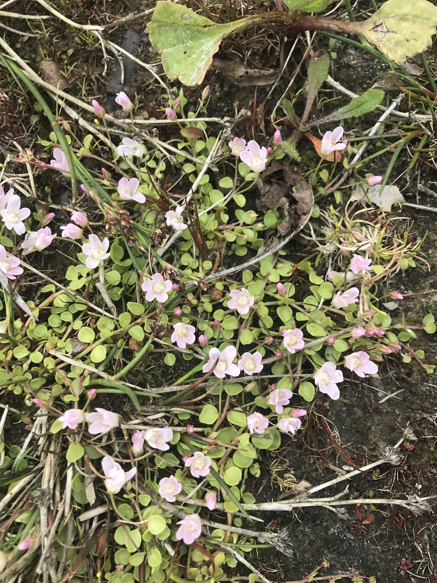 Teer guichelheil, wat een prachtige naam voor een fragiel plantje. #Staatsbosbeheer #Terschelling